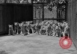 Standbild löwejunge El Monte California USA, 1933, aus Sekunde 13 historischem Filmmaterial Videoclip 65675055008