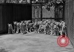 Standbild löwejunge El Monte California USA, 1933, aus Sekunde 14 historischem Filmmaterial Videoclip 65675055008