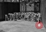 Standbild löwejunge El Monte California USA, 1933, aus Sekunde 15 historischem Filmmaterial Videoclip 65675055008