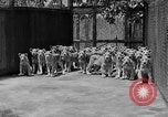 Standbild löwejunge El Monte California USA, 1933, aus Sekunde 16 historischem Filmmaterial Videoclip 65675055008