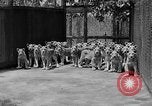 Standbild löwejunge El Monte California USA, 1933, aus Sekunde 17 historischem Filmmaterial Videoclip 65675055008