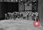 Standbild löwejunge El Monte California USA, 1933, aus Sekunde 18 historischem Filmmaterial Videoclip 65675055008