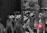 Standbild löwejunge El Monte California USA, 1933, aus Sekunde 26 historischem Filmmaterial Videoclip 65675055008