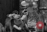 Standbild löwejunge El Monte California USA, 1933, aus Sekunde 27 historischem Filmmaterial Videoclip 65675055008