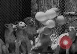 Standbild löwejunge El Monte California USA, 1933, aus Sekunde 28 historischem Filmmaterial Videoclip 65675055008