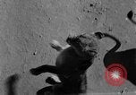 Standbild löwejunge El Monte California USA, 1933, aus Sekunde 30 historischem Filmmaterial Videoclip 65675055008