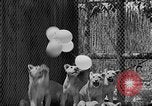 Standbild löwejunge El Monte California USA, 1933, aus Sekunde 31 historischem Filmmaterial Videoclip 65675055008