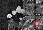 Standbild löwejunge El Monte California USA, 1933, aus Sekunde 32 historischem Filmmaterial Videoclip 65675055008