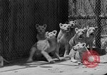 Standbild löwejunge El Monte California USA, 1933, aus Sekunde 34 historischem Filmmaterial Videoclip 65675055008