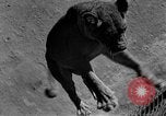Standbild löwejunge El Monte California USA, 1933, aus Sekunde 35 historischem Filmmaterial Videoclip 65675055008
