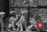 Standbild löwejunge El Monte California USA, 1933, aus Sekunde 36 historischem Filmmaterial Videoclip 65675055008