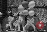Standbild löwejunge El Monte California USA, 1933, aus Sekunde 37 historischem Filmmaterial Videoclip 65675055008