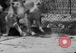 Standbild löwejunge El Monte California USA, 1933, aus Sekunde 39 historischem Filmmaterial Videoclip 65675055008