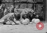 Standbild löwejunge El Monte California USA, 1933, aus Sekunde 40 historischem Filmmaterial Videoclip 65675055008