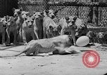 Standbild löwejunge El Monte California USA, 1933, aus Sekunde 44 historischem Filmmaterial Videoclip 65675055008