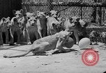 Standbild löwejunge El Monte California USA, 1933, aus Sekunde 45 historischem Filmmaterial Videoclip 65675055008