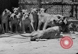 Standbild löwejunge El Monte California USA, 1933, aus Sekunde 46 historischem Filmmaterial Videoclip 65675055008