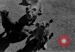 Standbild löwejunge El Monte California USA, 1933, aus Sekunde 47 historischem Filmmaterial Videoclip 65675055008