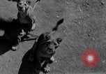 Standbild löwejunge El Monte California USA, 1933, aus Sekunde 48 historischem Filmmaterial Videoclip 65675055008