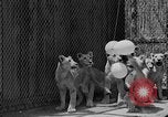 Standbild löwejunge El Monte California USA, 1933, aus Sekunde 49 historischem Filmmaterial Videoclip 65675055008