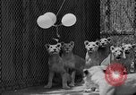 Standbild löwejunge El Monte California USA, 1933, aus Sekunde 50 historischem Filmmaterial Videoclip 65675055008