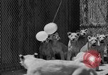 Standbild löwejunge El Monte California USA, 1933, aus Sekunde 51 historischem Filmmaterial Videoclip 65675055008