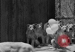Standbild löwejunge El Monte California USA, 1933, aus Sekunde 52 historischem Filmmaterial Videoclip 65675055008