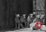 Standbild löwejunge El Monte California USA, 1933, aus Sekunde 53 historischem Filmmaterial Videoclip 65675055008