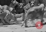 Standbild löwejunge El Monte California USA, 1933, aus Sekunde 54 historischem Filmmaterial Videoclip 65675055008