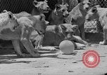 Standbild löwejunge El Monte California USA, 1933, aus Sekunde 55 historischem Filmmaterial Videoclip 65675055008
