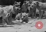 Standbild löwejunge El Monte California USA, 1933, aus Sekunde 56 historischem Filmmaterial Videoclip 65675055008
