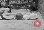 Standbild löwejunge El Monte California USA, 1933, aus Sekunde 57 historischem Filmmaterial Videoclip 65675055008