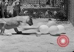 Standbild löwejunge El Monte California USA, 1933, aus Sekunde 58 historischem Filmmaterial Videoclip 65675055008
