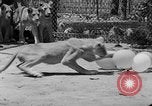 Standbild löwejunge El Monte California USA, 1933, aus Sekunde 59 historischem Filmmaterial Videoclip 65675055008