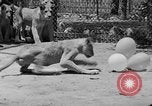 Standbild löwejunge El Monte California USA, 1933, aus Sekunde 60 historischem Filmmaterial Videoclip 65675055008