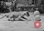Standbild löwejunge El Monte California USA, 1933, aus Sekunde 61 historischem Filmmaterial Videoclip 65675055008