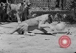 Standbild löwejunge El Monte California USA, 1933, aus Sekunde 62 historischem Filmmaterial Videoclip 65675055008