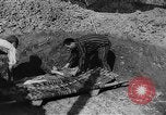 Image of concentration camp Germany, 1945, second 28 stock footage video 65675055132