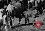 Standbild wilden Ponys Chincoteague Island Virginia USA, 1939, aus Sekunde 8 historischem Filmmaterial Videoclip 65675055162