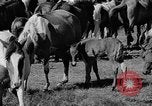 Standbild wilden Ponys Chincoteague Island Virginia USA, 1939, aus Sekunde 9 historischem Filmmaterial Videoclip 65675055162