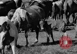 Standbild wilden Ponys Chincoteague Island Virginia USA, 1939, aus Sekunde 10 historischem Filmmaterial Videoclip 65675055162