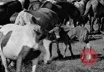 Standbild wilden Ponys Chincoteague Island Virginia USA, 1939, aus Sekunde 11 historischem Filmmaterial Videoclip 65675055162