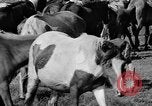 Standbild wilden Ponys Chincoteague Island Virginia USA, 1939, aus Sekunde 12 historischem Filmmaterial Videoclip 65675055162
