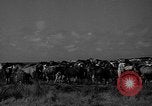 Standbild wilden Ponys Chincoteague Island Virginia USA, 1939, aus Sekunde 13 historischem Filmmaterial Videoclip 65675055162