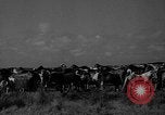 Standbild wilden Ponys Chincoteague Island Virginia USA, 1939, aus Sekunde 14 historischem Filmmaterial Videoclip 65675055162
