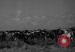 Standbild wilden Ponys Chincoteague Island Virginia USA, 1939, aus Sekunde 15 historischem Filmmaterial Videoclip 65675055162