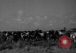 Standbild wilden Ponys Chincoteague Island Virginia USA, 1939, aus Sekunde 16 historischem Filmmaterial Videoclip 65675055162