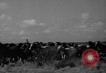Standbild wilden Ponys Chincoteague Island Virginia USA, 1939, aus Sekunde 18 historischem Filmmaterial Videoclip 65675055162
