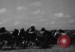 Standbild wilden Ponys Chincoteague Island Virginia USA, 1939, aus Sekunde 19 historischem Filmmaterial Videoclip 65675055162