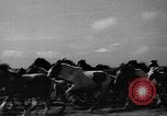 Standbild wilden Ponys Chincoteague Island Virginia USA, 1939, aus Sekunde 20 historischem Filmmaterial Videoclip 65675055162